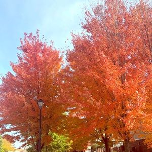 Meet your Posher, Pammy